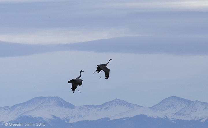 Sandhill Cranes walking on air at the Monte Vista NWR, Colorado